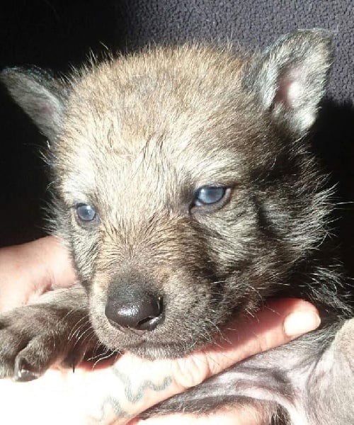 Van De Rib Of Wolf - Chiots disponibles - Chien-loup tchecoslovaque