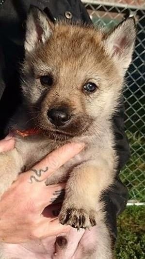 Van De Rib Of Wolf - Chiots disponibles - Chien-loup tchecoslovaque