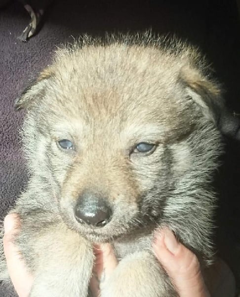 Van De Rib Of Wolf - Chiots disponibles - Chien-loup tchecoslovaque