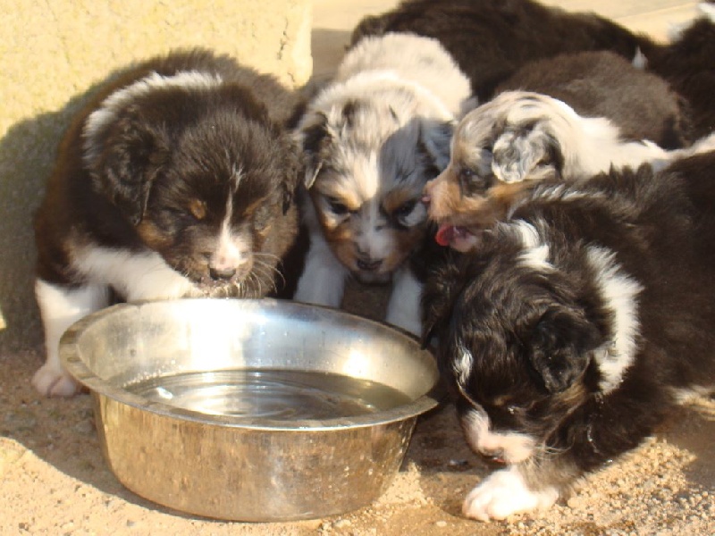 Chiot Berger Australien De L'Esprit Du Coeur