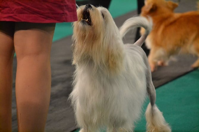 Herma's Headland - Eurodogshow Courtrai