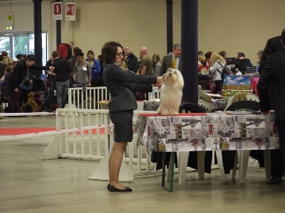 Herma's Headland - Paris Dog Show