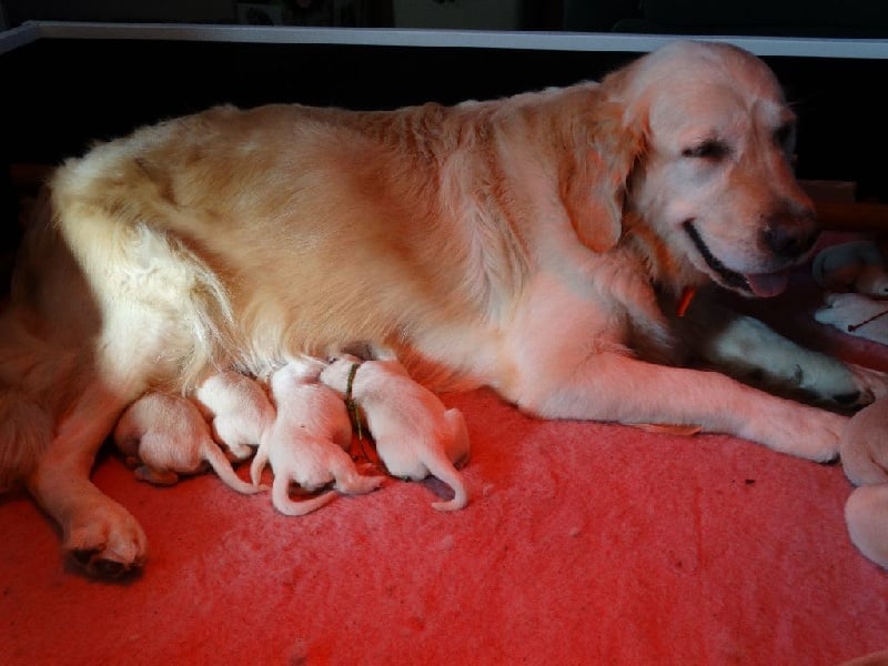 Des Légendes de Valenjoy - Golden Retriever - Portée née le 08/11/2014