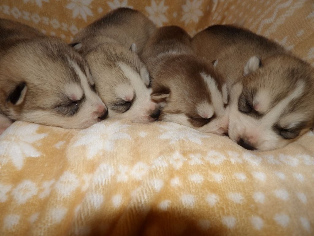 des Légendes Nordiques - Siberian Husky - Portée née le 02/01/2021