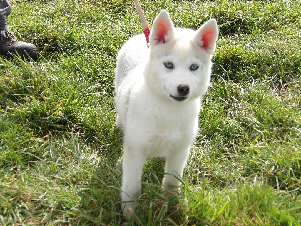 des Légendes Nordiques - Siberian Husky - Portée née le 10/12/2017