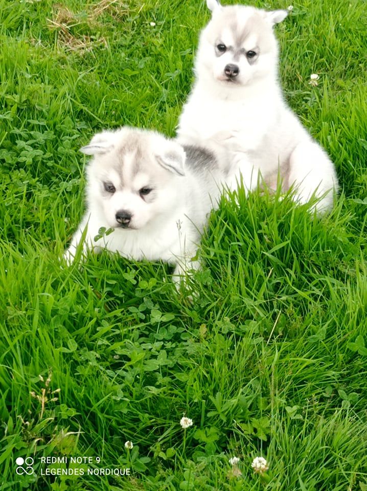 des Légendes Nordiques - Siberian Husky - Portée née le 06/06/2021