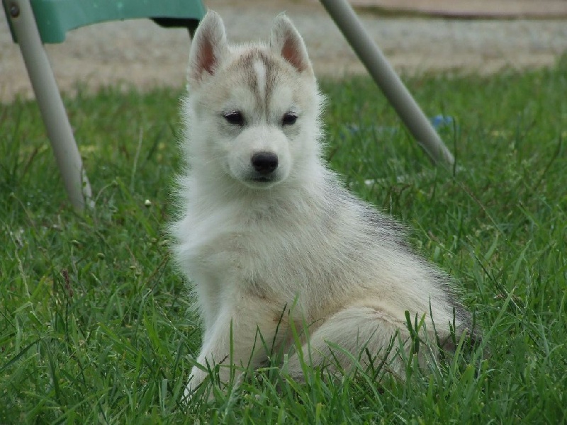 des Légendes Nordiques - Siberian Husky - Portée née le 07/05/2015