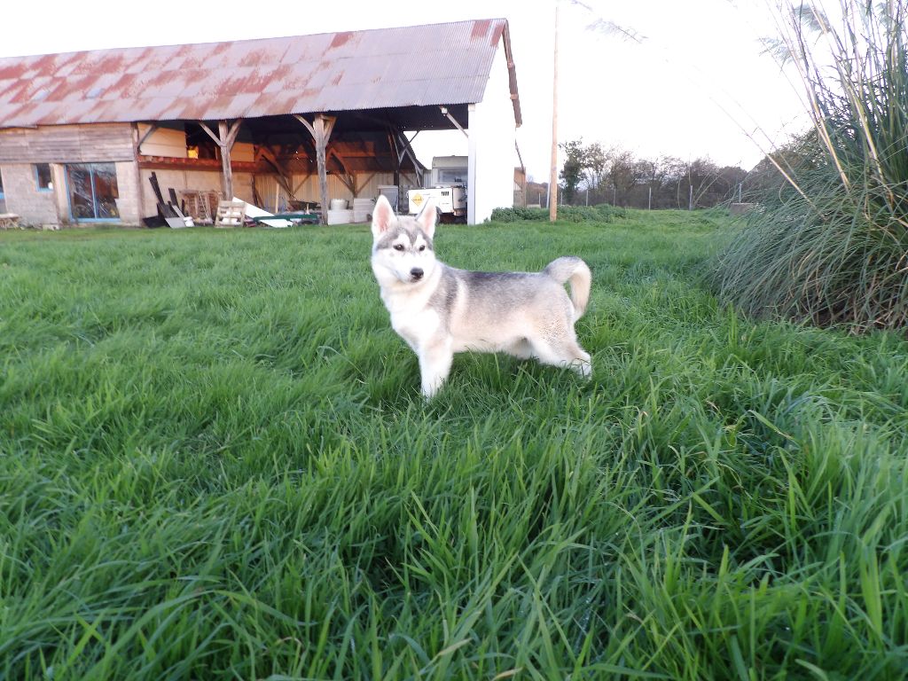 des Légendes Nordiques - Chiots disponibles - Siberian Husky