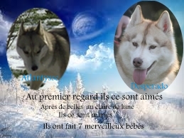 des Légendes Nordiques - Siberian Husky - Portée née le 10/05/2013