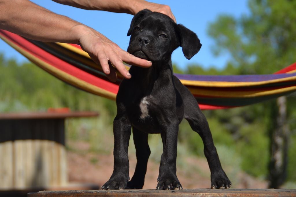 Des Dragons D'Arcole - Chiots disponibles - Cane Corso