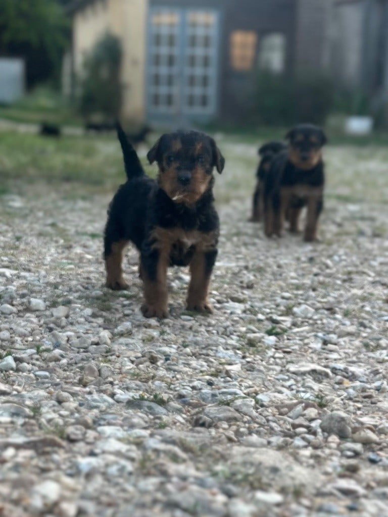 Du Soleil Vert - Chiots disponibles - Airedale Terrier