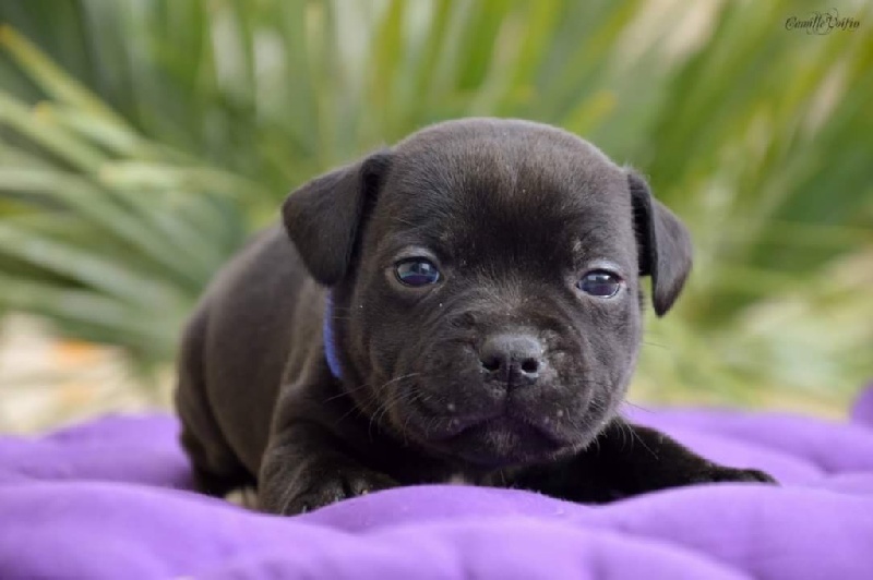 Du Soleil Vert - Staffordshire Bull Terrier - Portée née le 29/04/2015