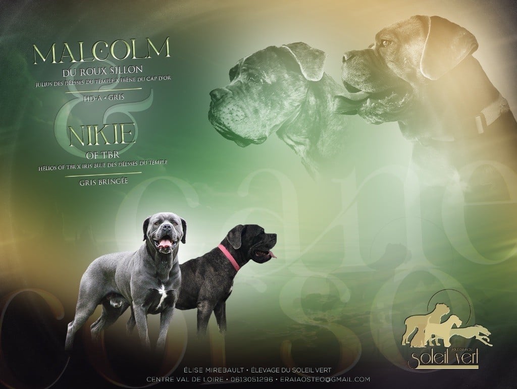 Du Soleil Vert - Cane Corso - Portée née le 15/02/2024