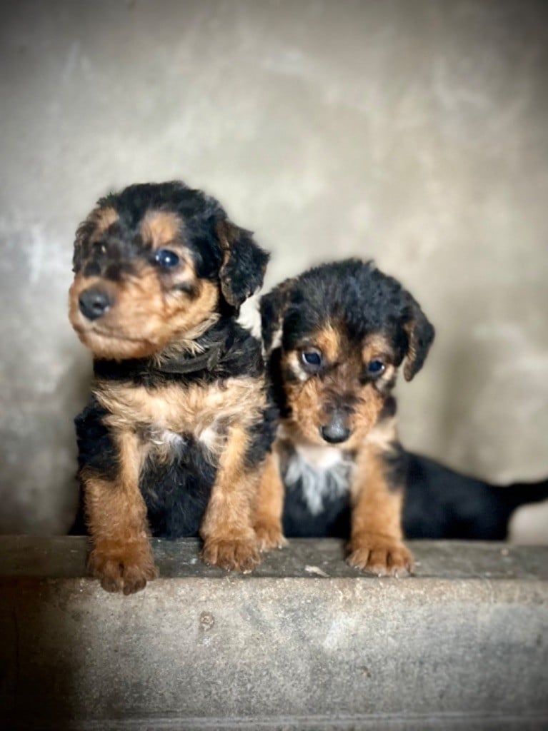 Du Soleil Vert - Chiots disponibles - Airedale Terrier