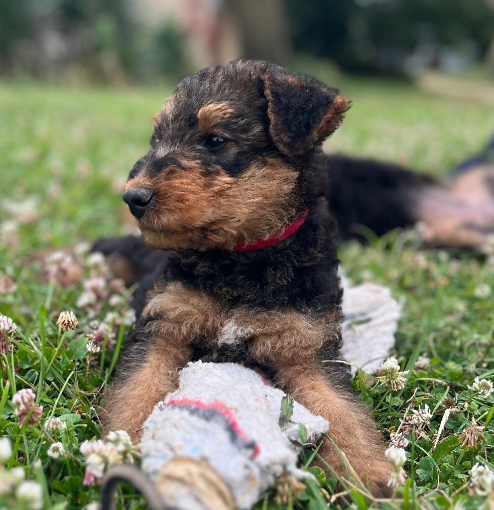 Du Soleil Vert - Chiots disponibles - Airedale Terrier