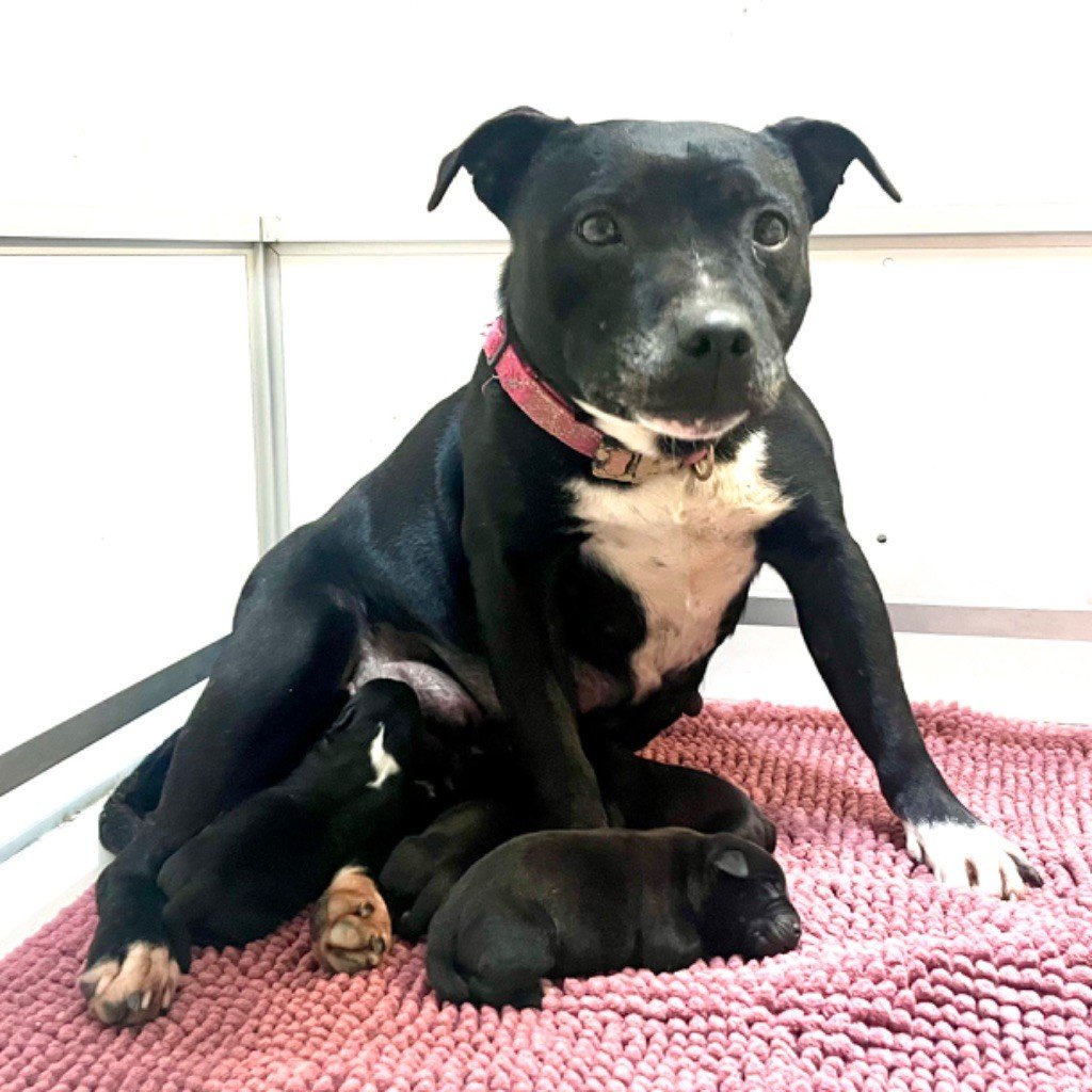 Du Soleil Vert - Staffordshire Bull Terrier - Portée née le 29/02/2024