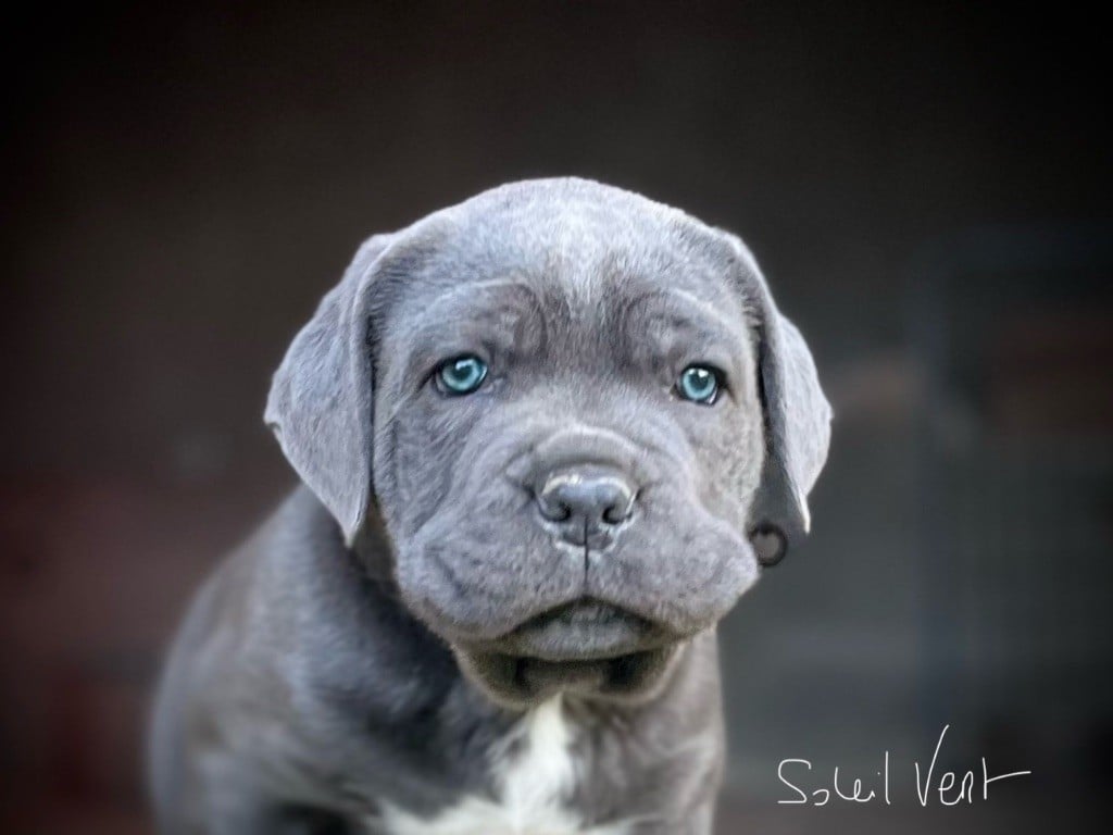 Du Soleil Vert - Chiots disponibles - Cane Corso