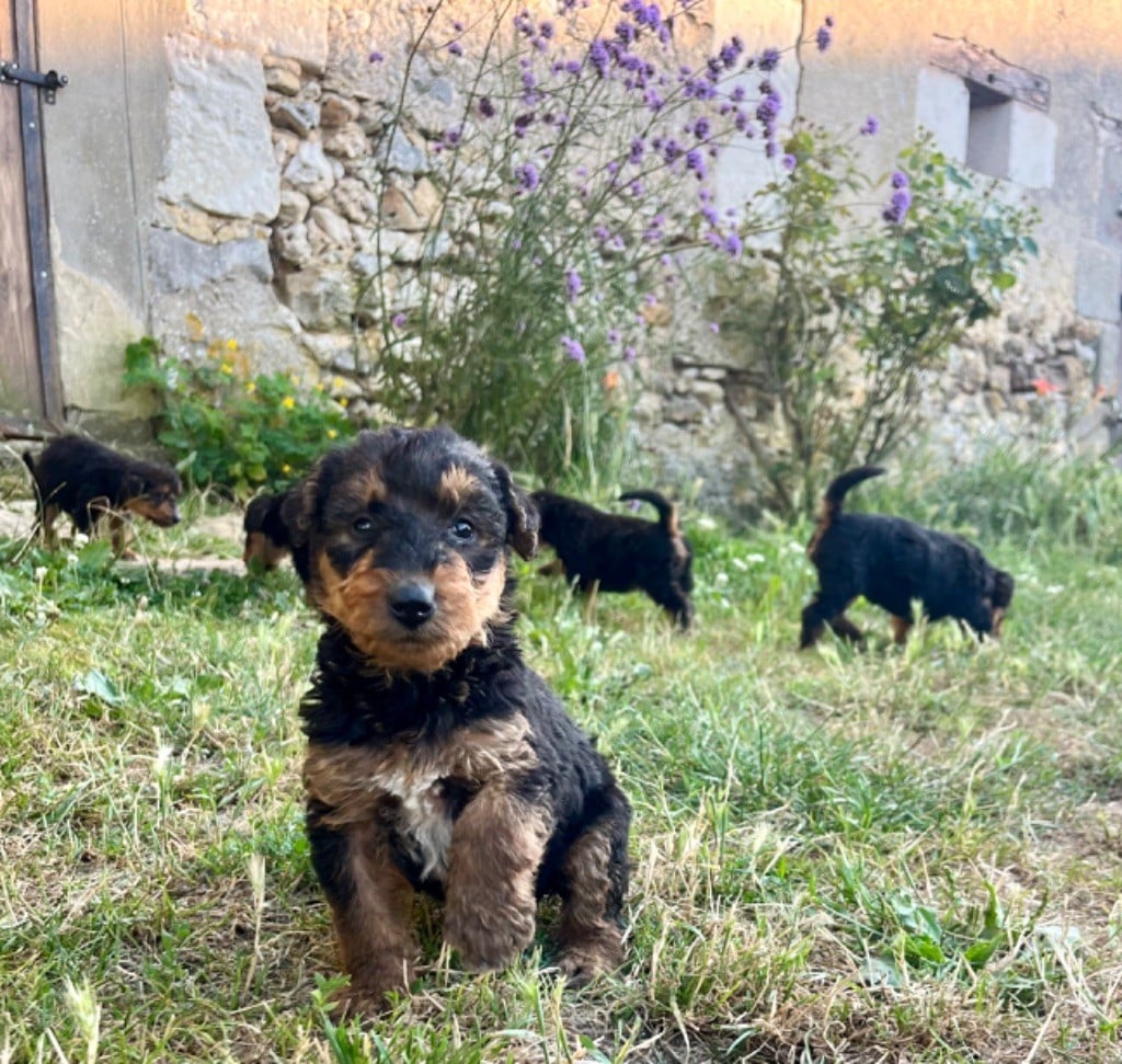 Du Soleil Vert - Chiots disponibles - Airedale Terrier