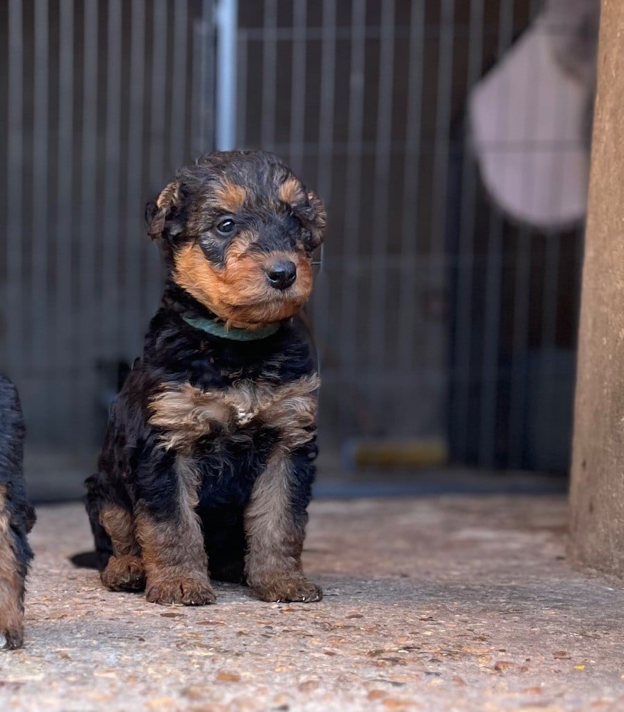 Du Soleil Vert - Chiots disponibles - Airedale Terrier