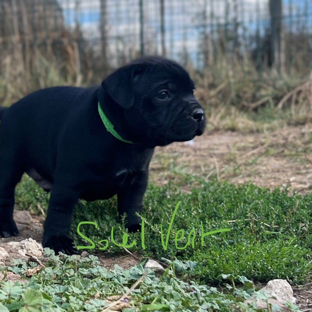 Du Soleil Vert - Chiots disponibles - Staffordshire Bull Terrier