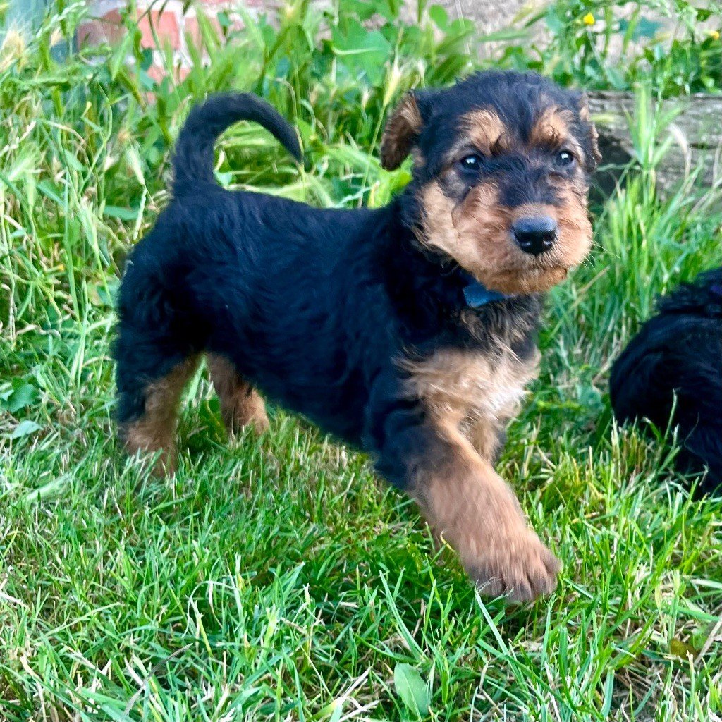 Du Soleil Vert - Chiots disponibles - Airedale Terrier