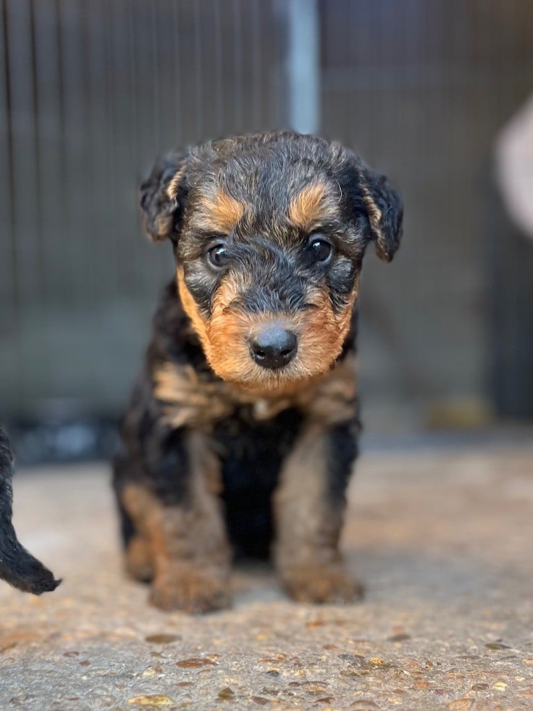 Du Soleil Vert - Chiots disponibles - Airedale Terrier