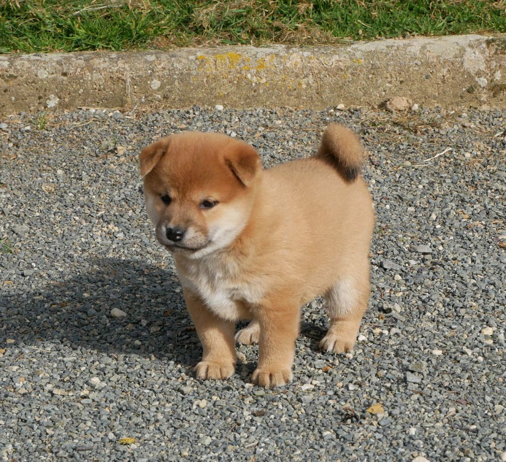 De La Source Des Rochettes - Chiots disponibles - Shiba