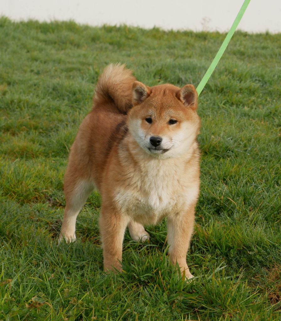 De La Source Des Rochettes - Chiots disponibles - Shiba