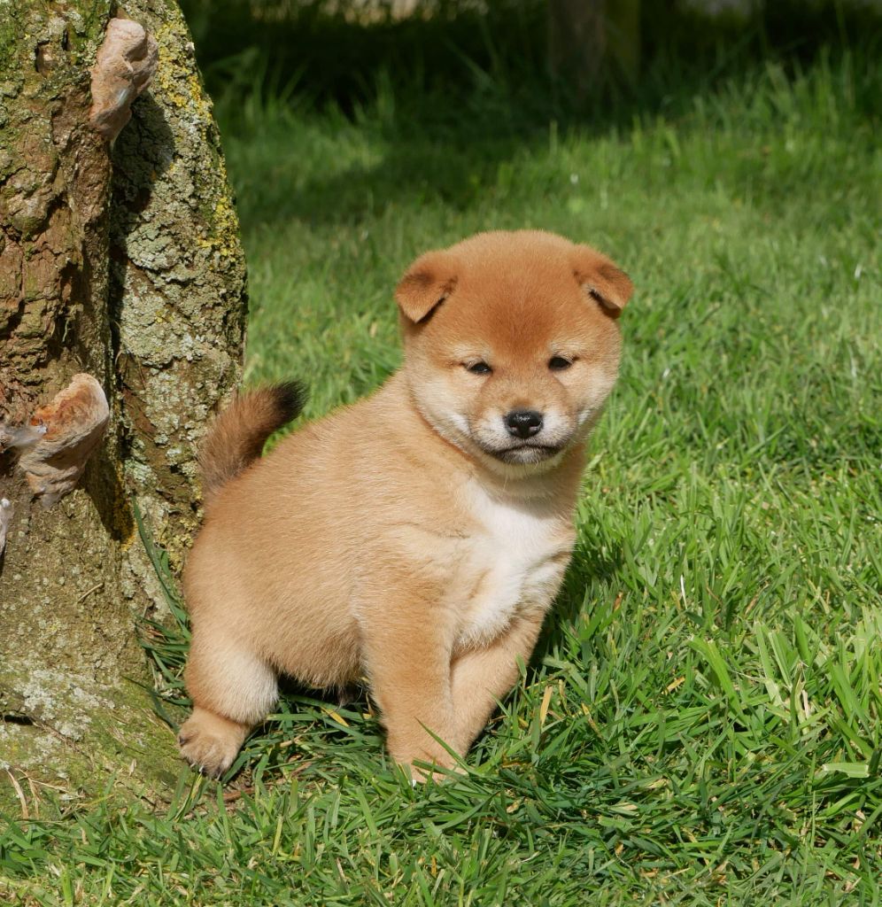 De La Source Des Rochettes - Chiots disponibles - Shiba