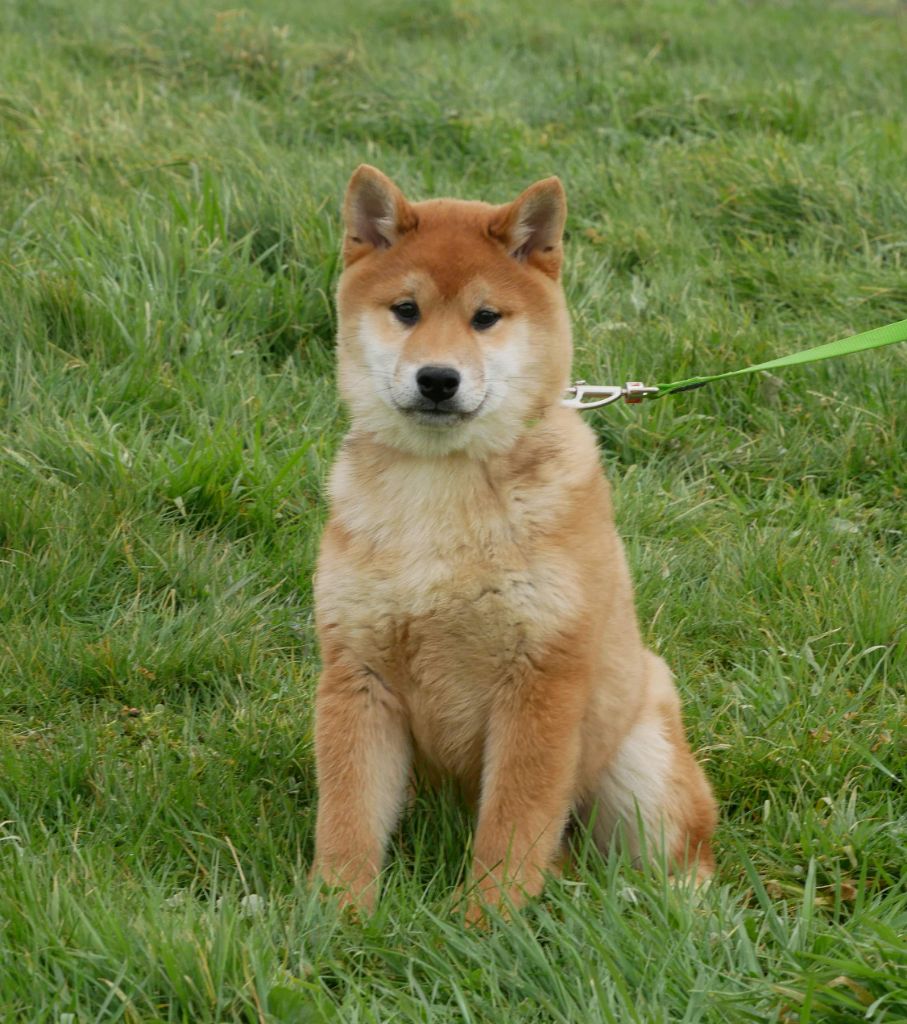 De La Source Des Rochettes - Chiots disponibles - Shiba