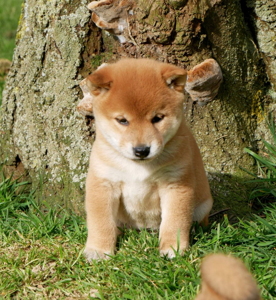 De La Source Des Rochettes - Chiots disponibles - Shiba