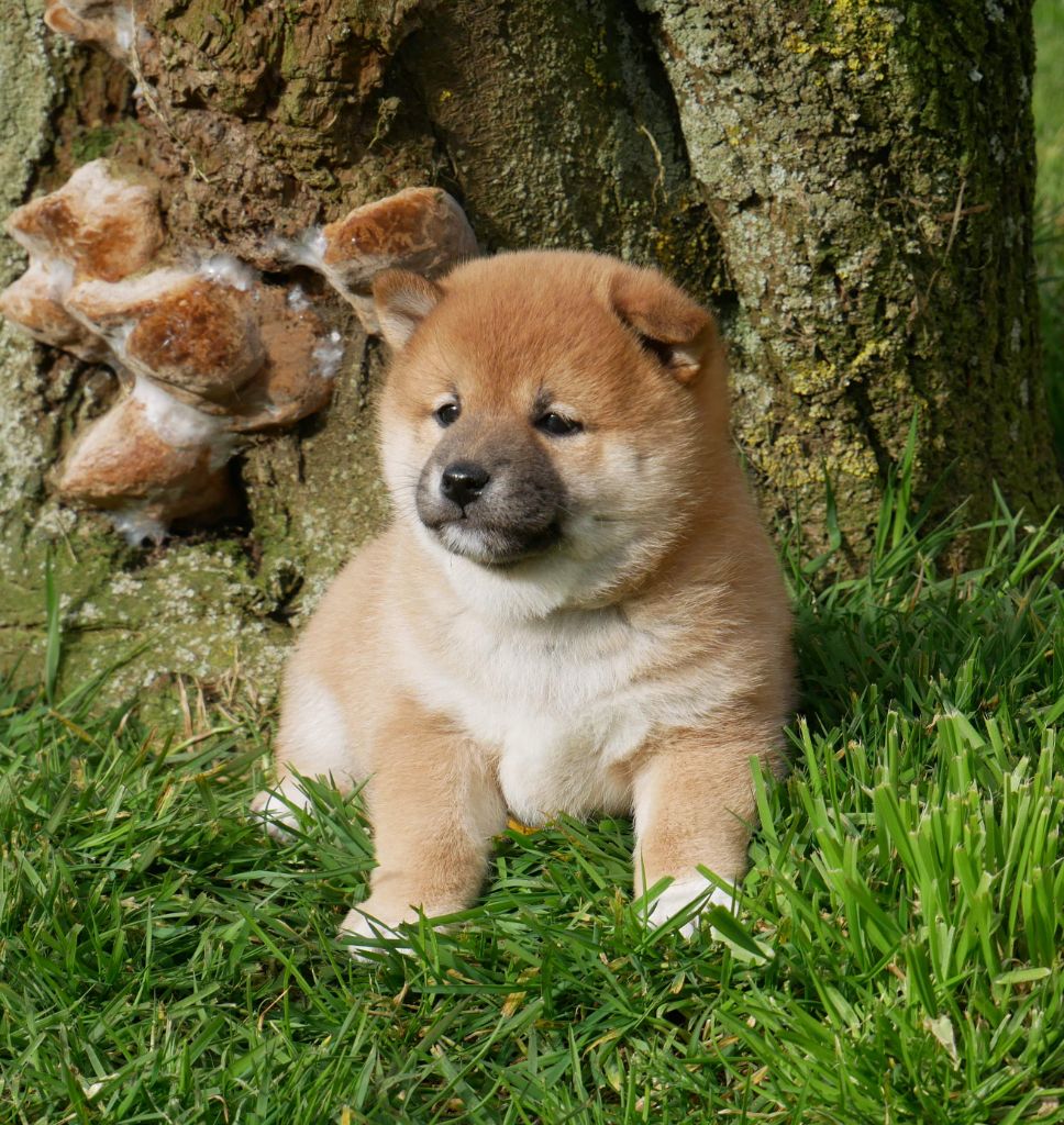 De La Source Des Rochettes - Chiots disponibles - Shiba