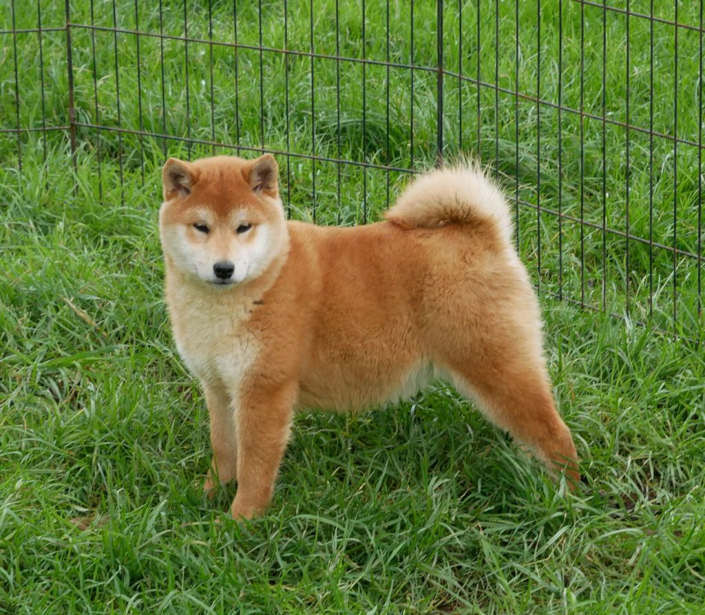 De La Source Des Rochettes - Chiots disponibles - Shiba