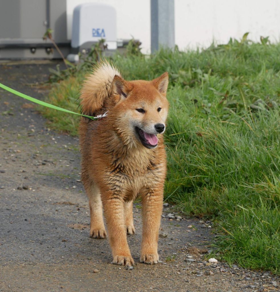 De La Source Des Rochettes - Chiots disponibles - Shiba