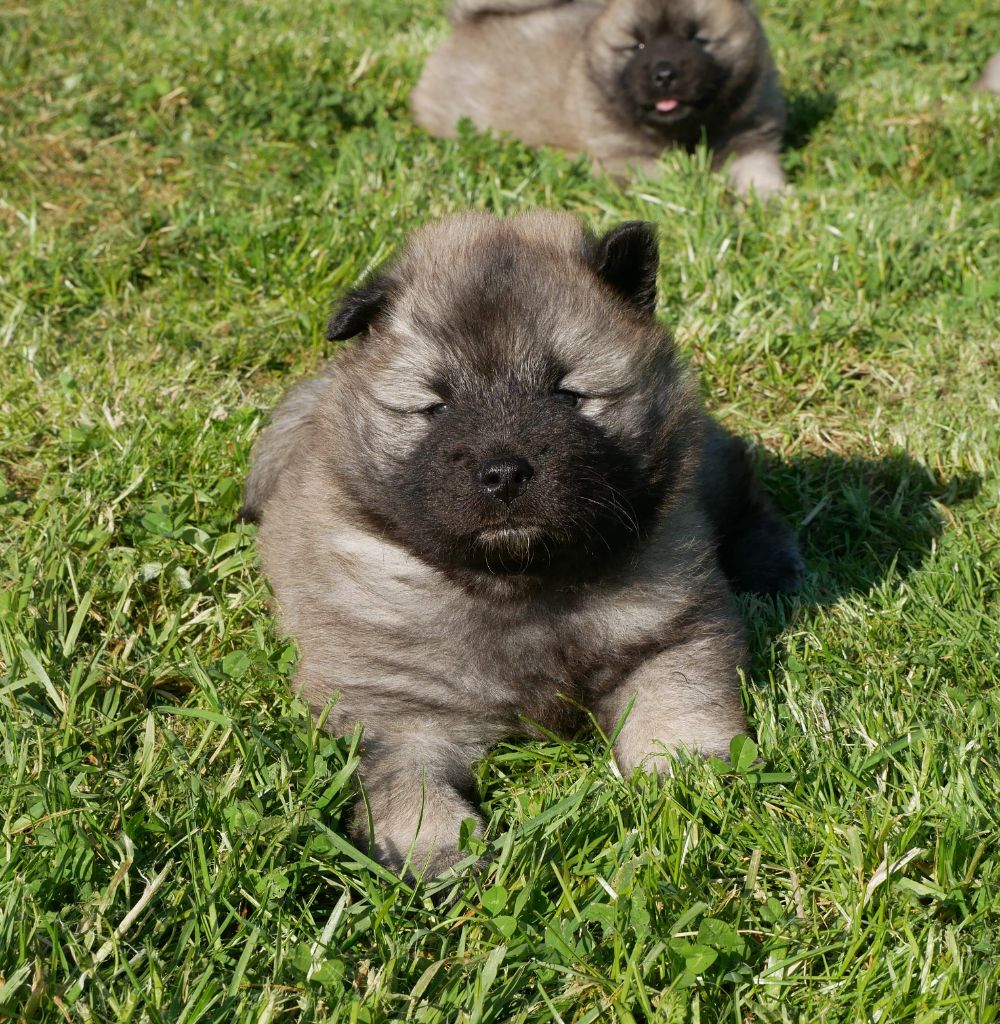 De La Source Des Rochettes - Chiots disponibles - Eurasier