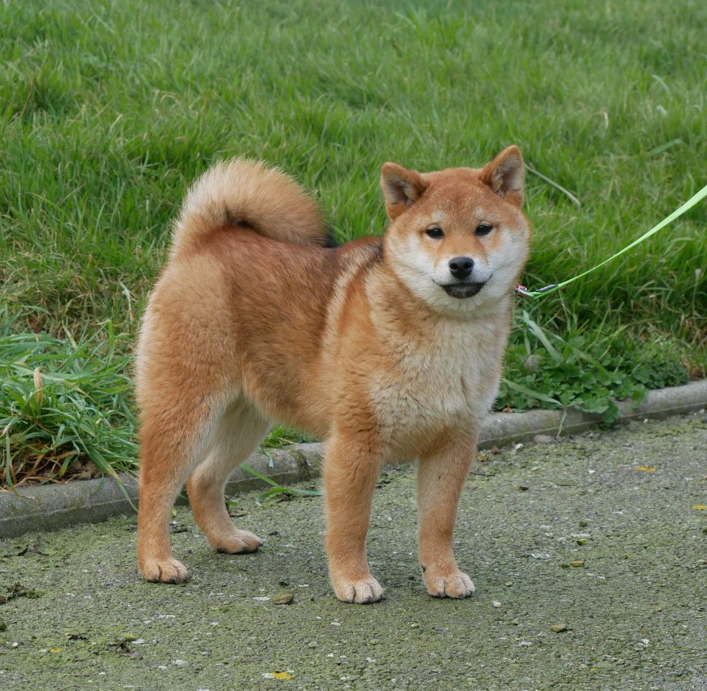 De La Source Des Rochettes - Chiots disponibles - Shiba