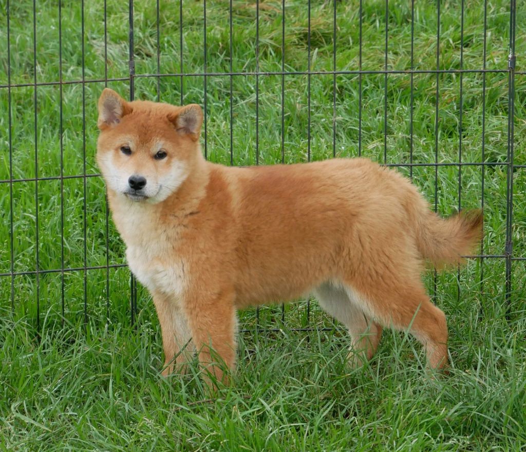 De La Source Des Rochettes - Chiots disponibles - Shiba