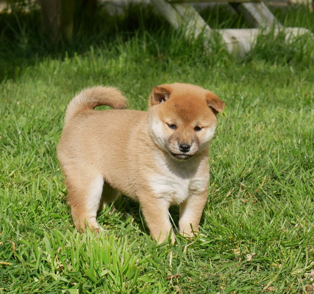 De La Source Des Rochettes - Chiots disponibles - Shiba