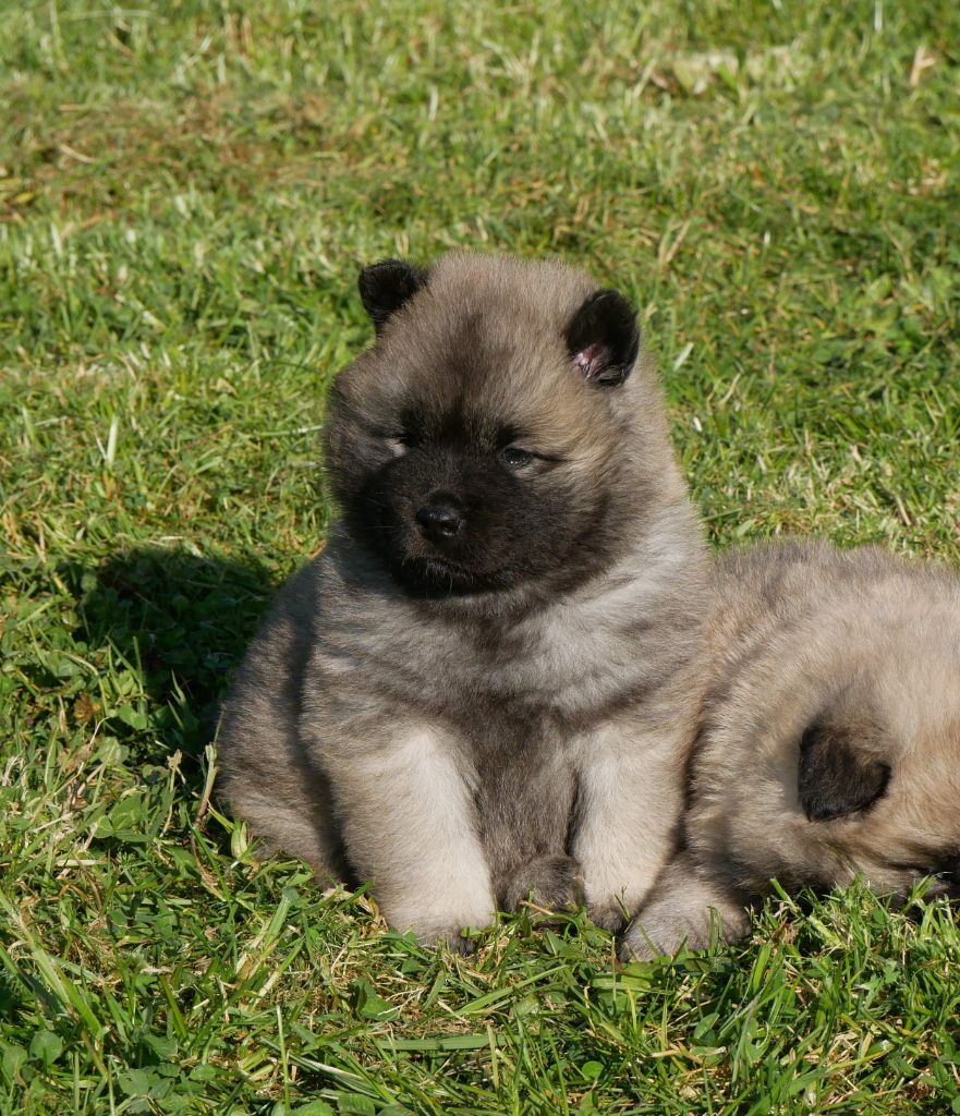 De La Source Des Rochettes - Chiots disponibles - Eurasier