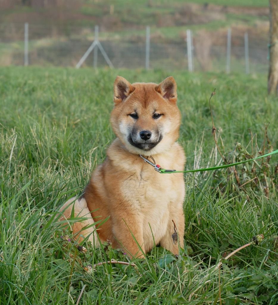 De La Source Des Rochettes - Chiots disponibles - Shiba