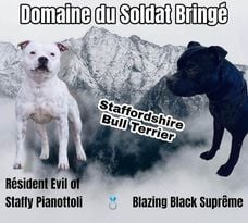 Chiot Staffordshire Bull Terrier Du Domaine Du Soldat Bringe