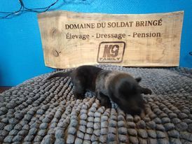 Du Domaine Du Soldat Bringe - Chiots disponibles - Berger hollandais