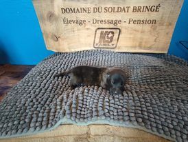 Du Domaine Du Soldat Bringe - Chiots disponibles - Berger hollandais