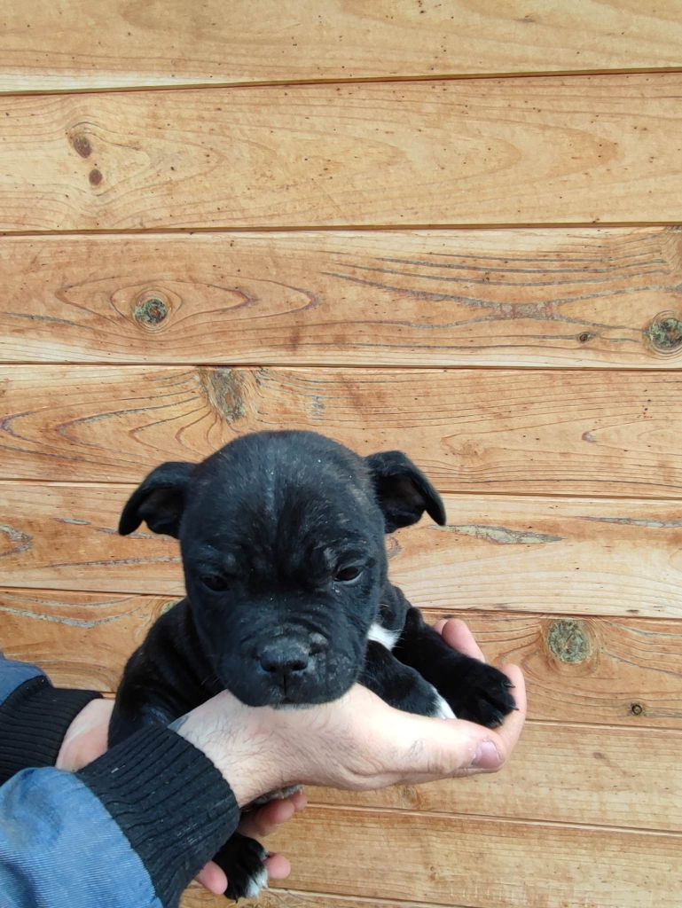 Du Domaine Du Soldat Bringe - Chiots disponibles - Staffordshire Bull Terrier