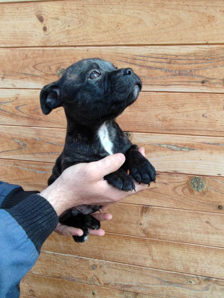 Du Domaine Du Soldat Bringe - Chiots disponibles - Staffordshire Bull Terrier