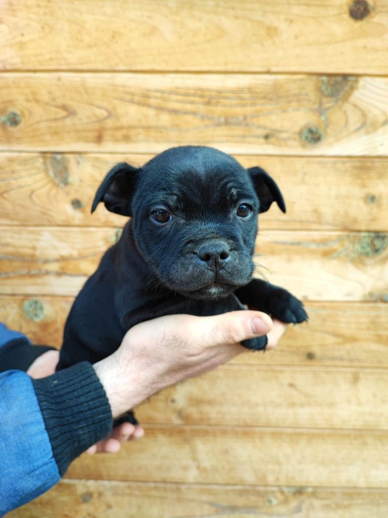 Du Domaine Du Soldat Bringe - Chiots disponibles - Staffordshire Bull Terrier