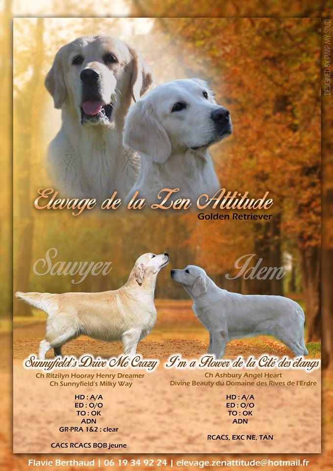 Chiot Golden Retriever De La Zen Attitude