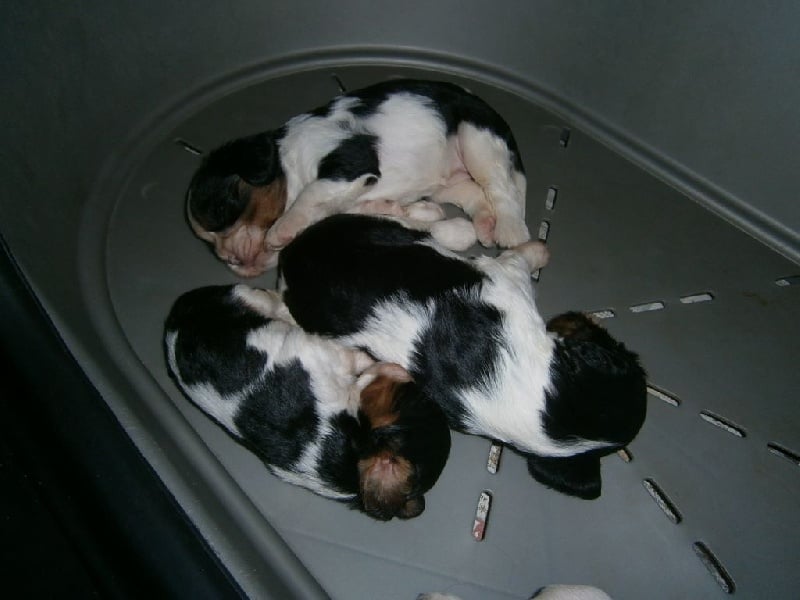 Des Divins Museaux - Cavalier King Charles Spaniel - Portée née le 16/11/2015