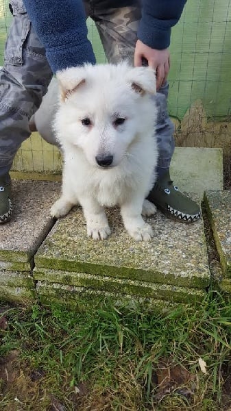 De La Plaine Des Sages - Chiots disponibles - Berger Blanc Suisse