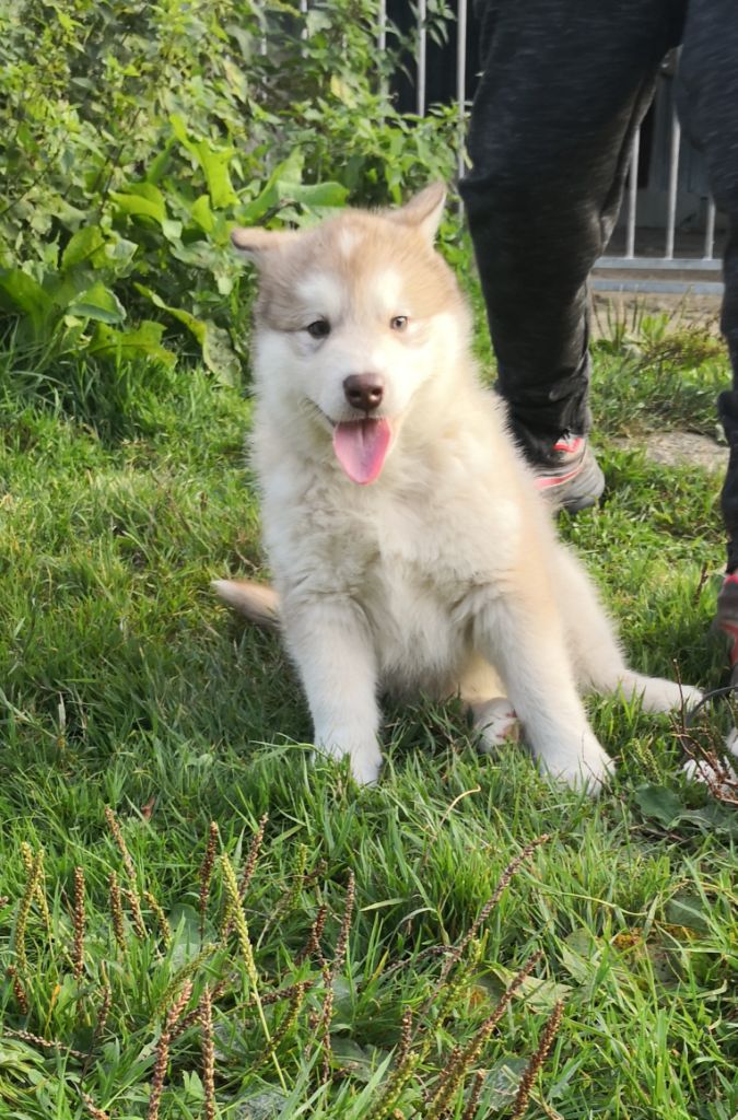 De La Plaine Des Sages - Chiots disponibles - Alaskan Malamute